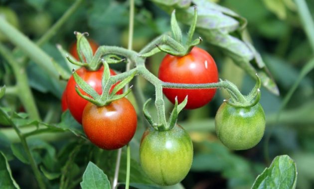 cara menanam tomat yang baik