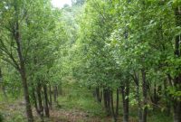 Manfaat Pohon Gaharu dan Cara Budidayanya