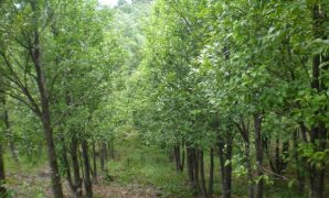 Manfaat Pohon Gaharu dan Cara Budidayanya
