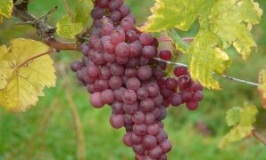 Spesies Anggur, Manfaat dan Seni Menanam Anggur