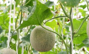 Tanaman Melon dan Cara Budidaya