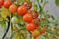 Tanaman Tomat Mudah, Murah, dan Manfaat