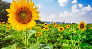 cara menanam tanaman bunga matahari