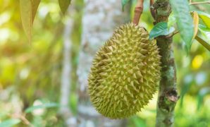 cara menanam durian montong