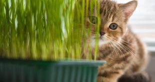 cara menanam rumput kucing