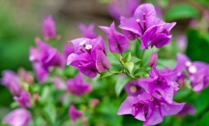 cara menanam bunga bugenvil