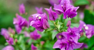 cara menanam bunga bugenvil