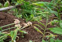 cara menanam jahe di lahan sempit