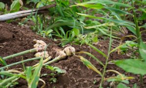 cara menanam jahe di lahan sempit