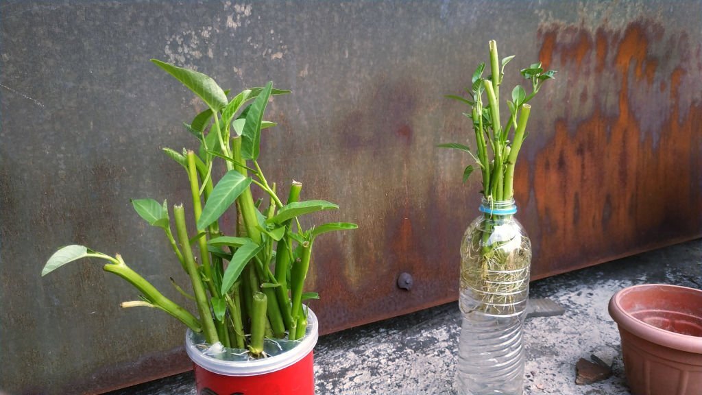 cara menanam kangkung hidroponik dengan botol bekas