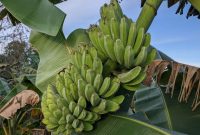 cara menanam pisang kepok agar cepat berbuah