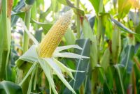 cara menanam jagung supaya hasil melimpah