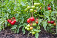 cara menanam tomat dari biji