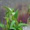 cara menanam kangkung hidroponik dengan botol bekas