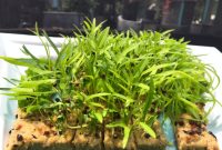 cara menanam kangkung hidroponik dengan rockwool