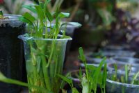 cara menanam kangkung hidroponik di gelas plastik bekas