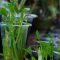 cara menanam kangkung hidroponik di gelas plastik bekas